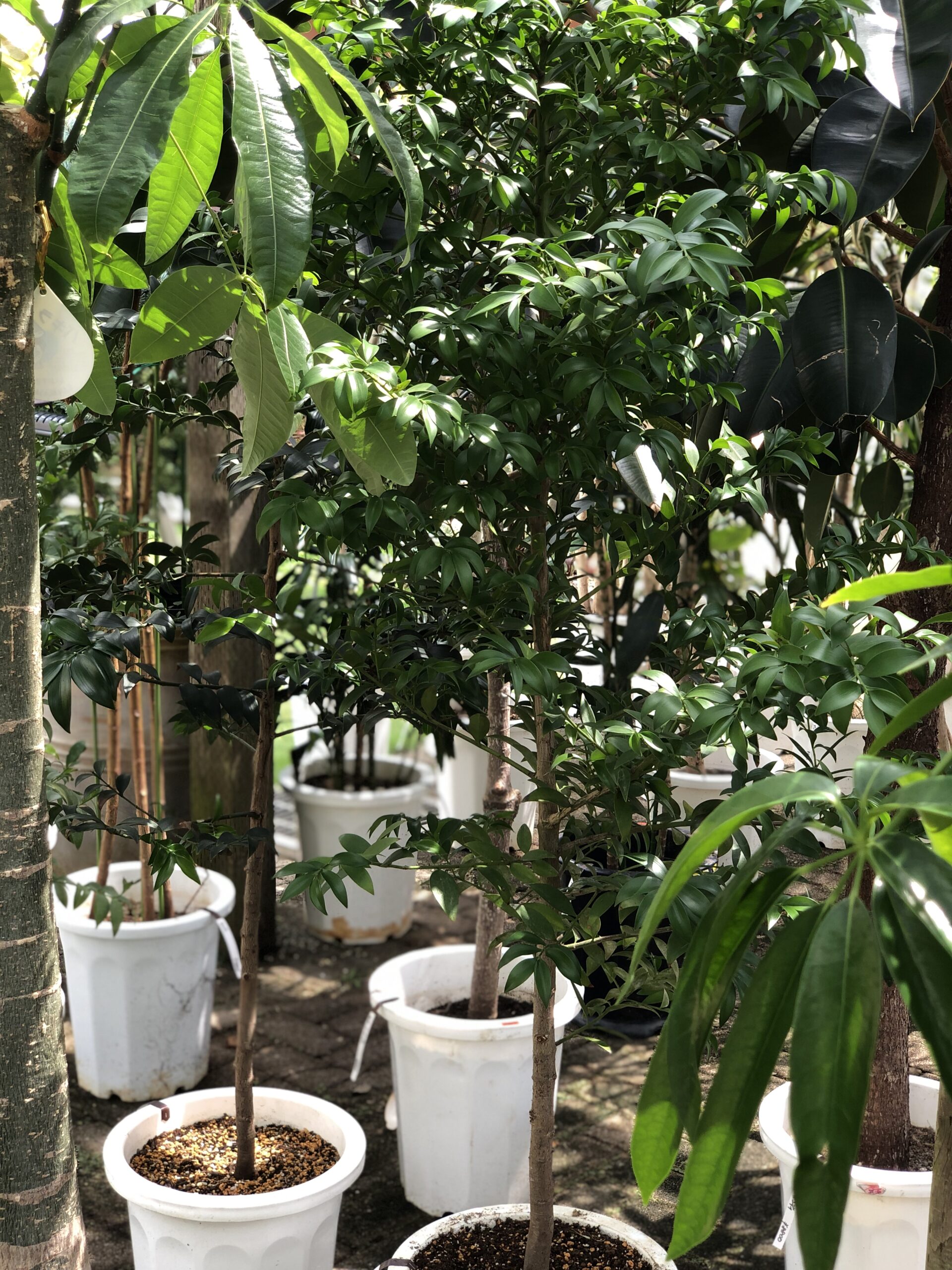 観葉植物フェア - With Garden Tsukuba ウィズガーデンつくば