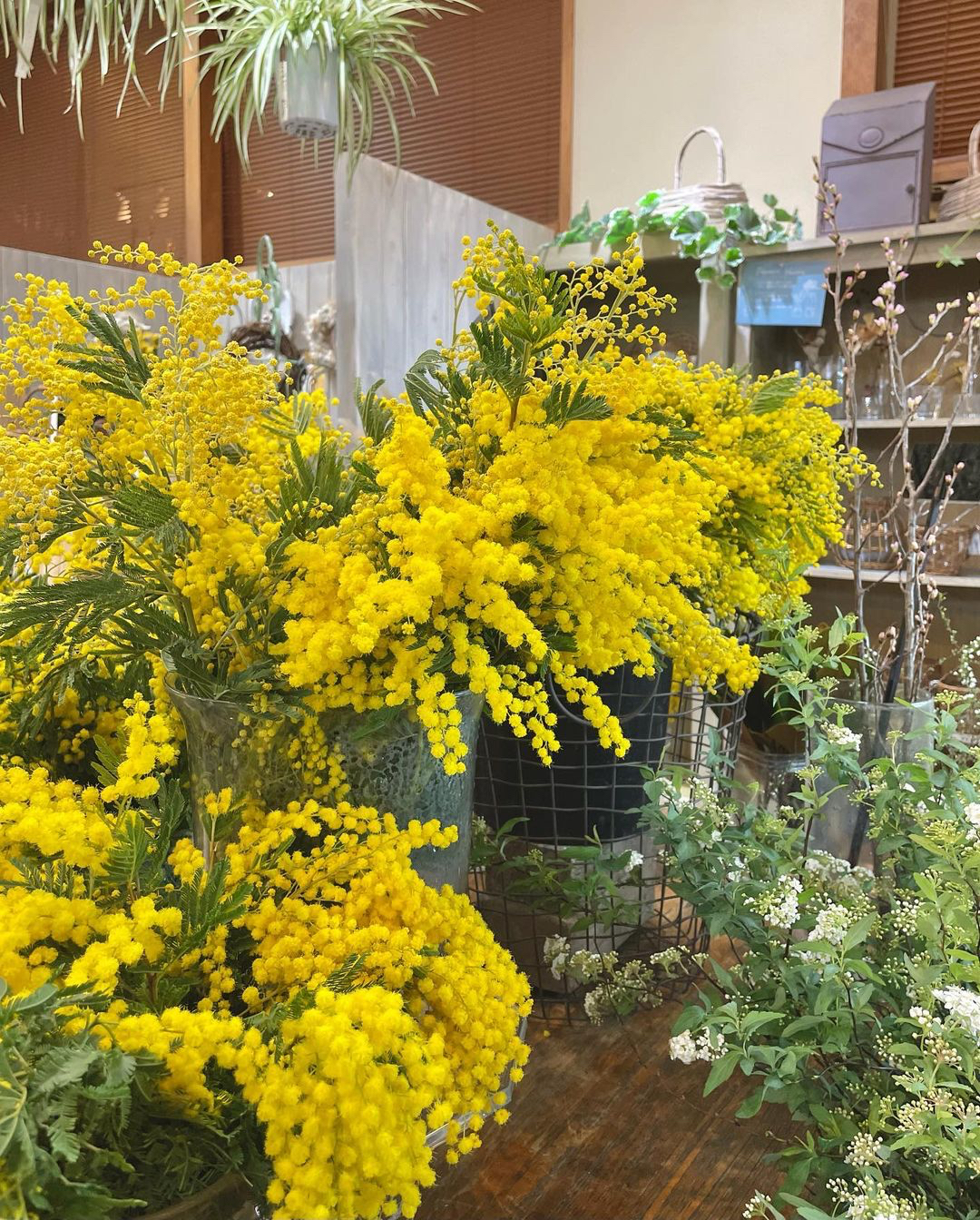 mimosa - With Garden Tsukuba ウィズガーデンつくば